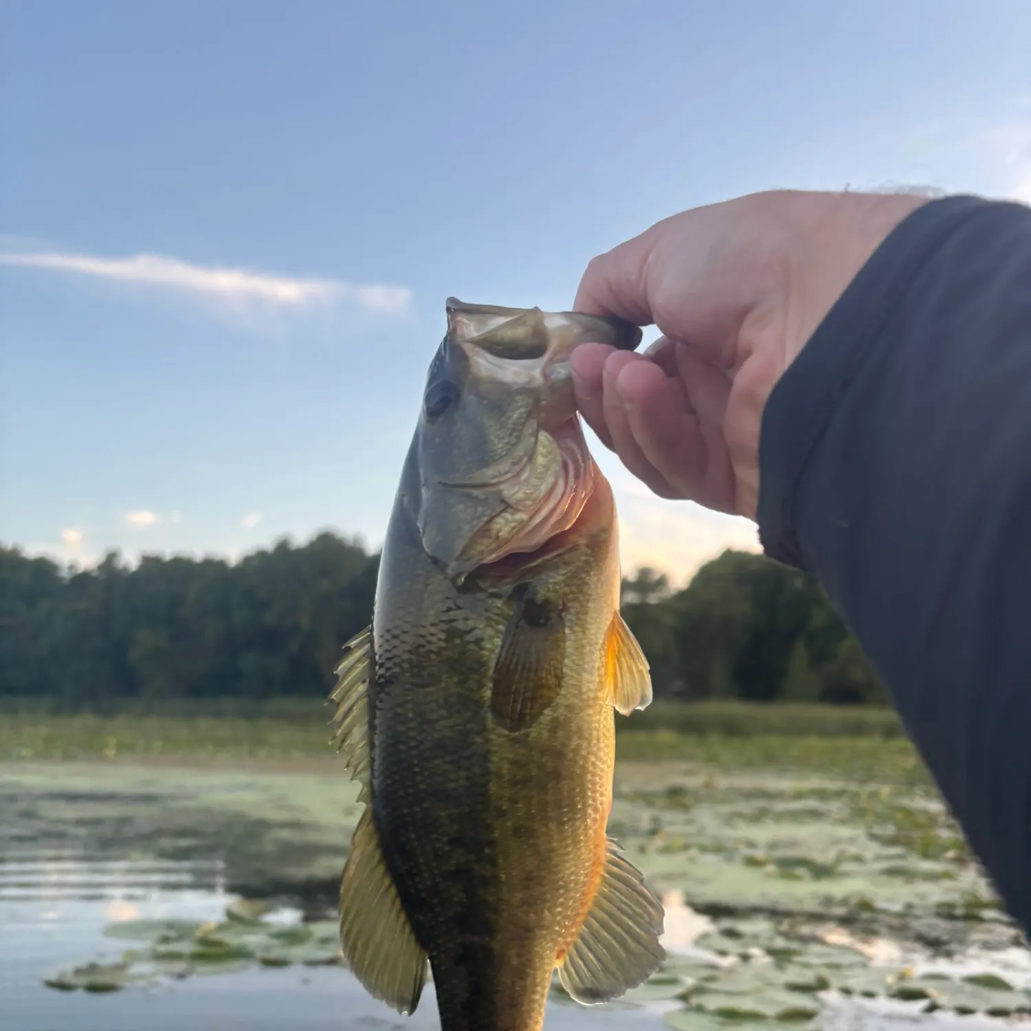 Largemouth bass caught on Fishbrain