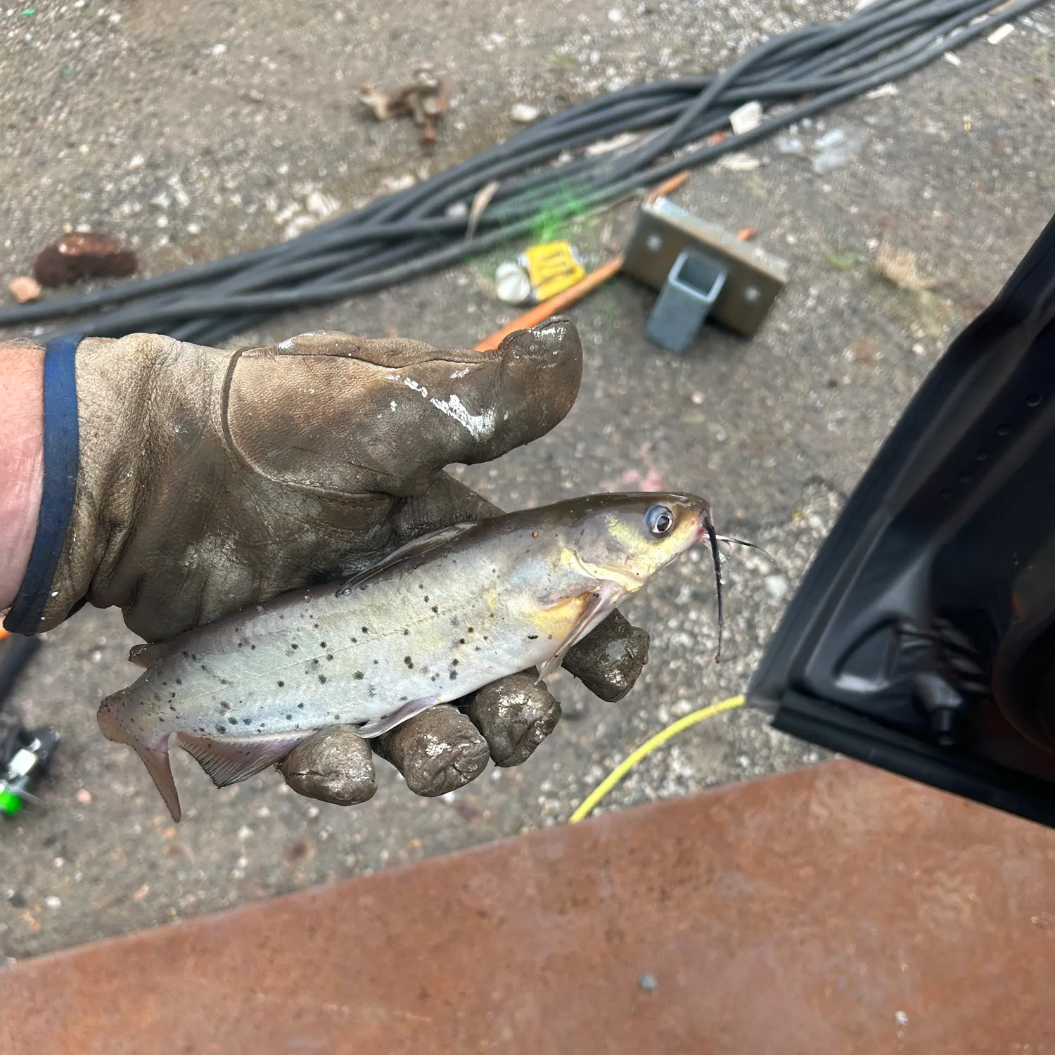 catch