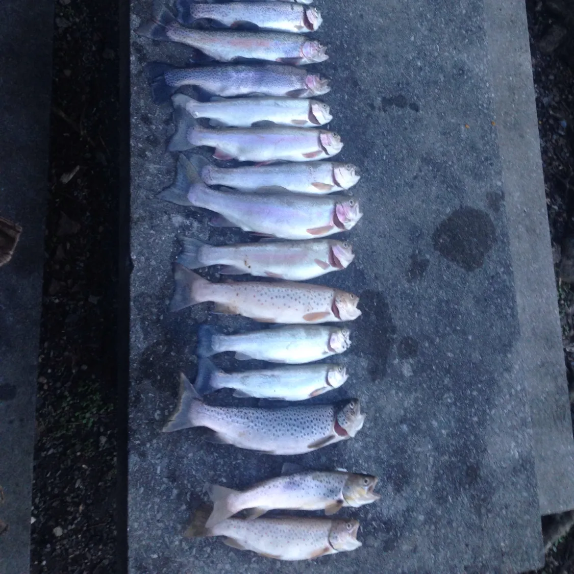 recently logged catches