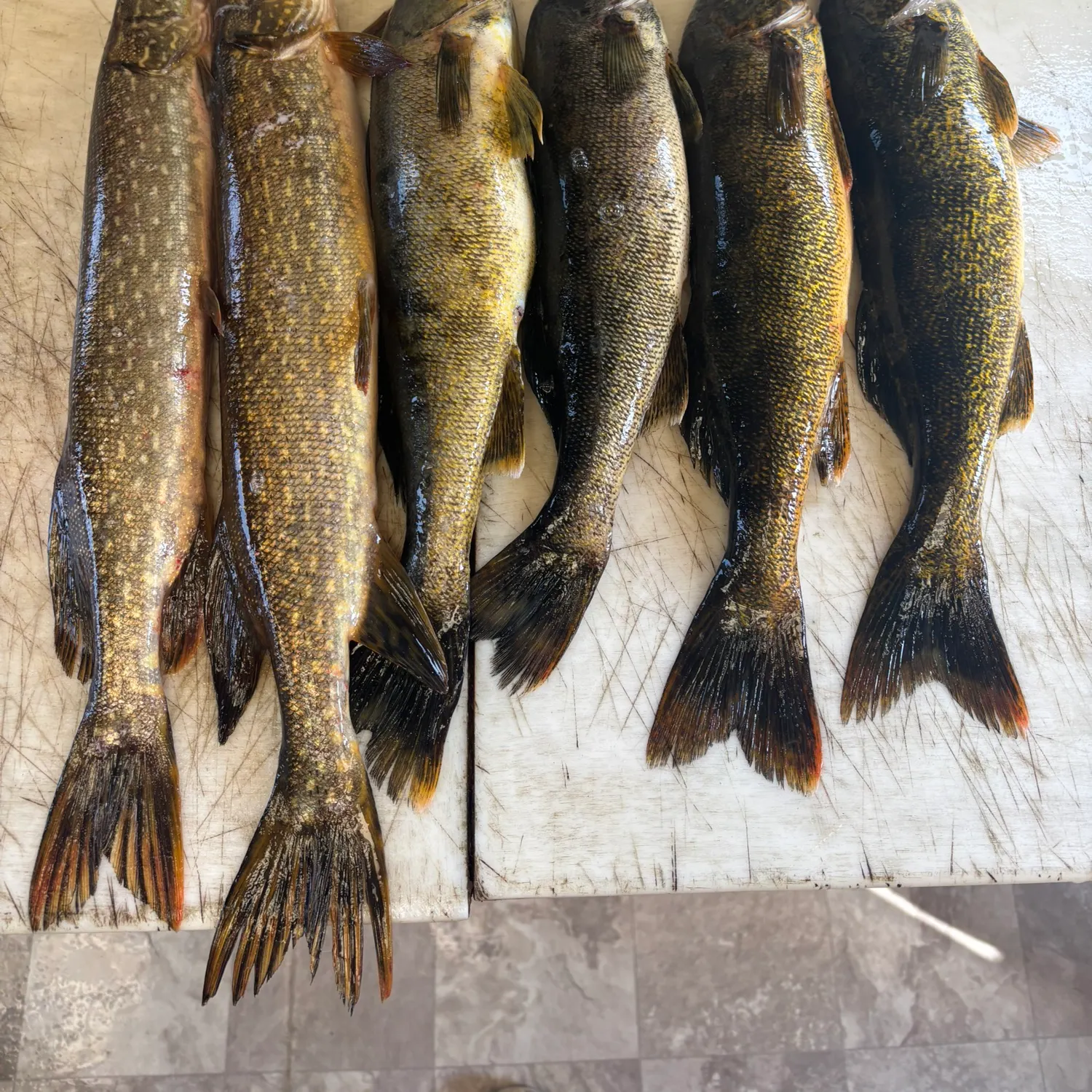recently logged catches