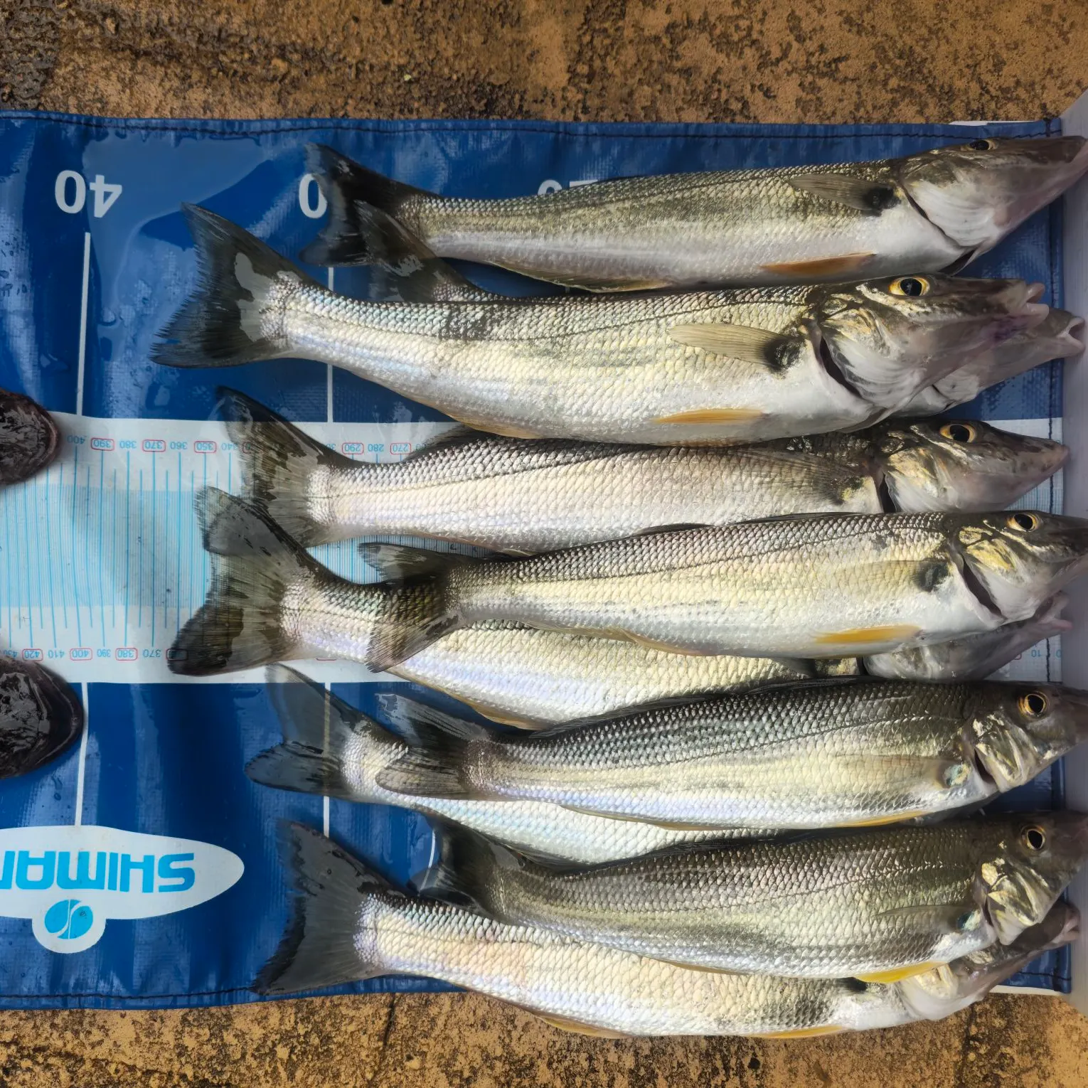 recently logged catches