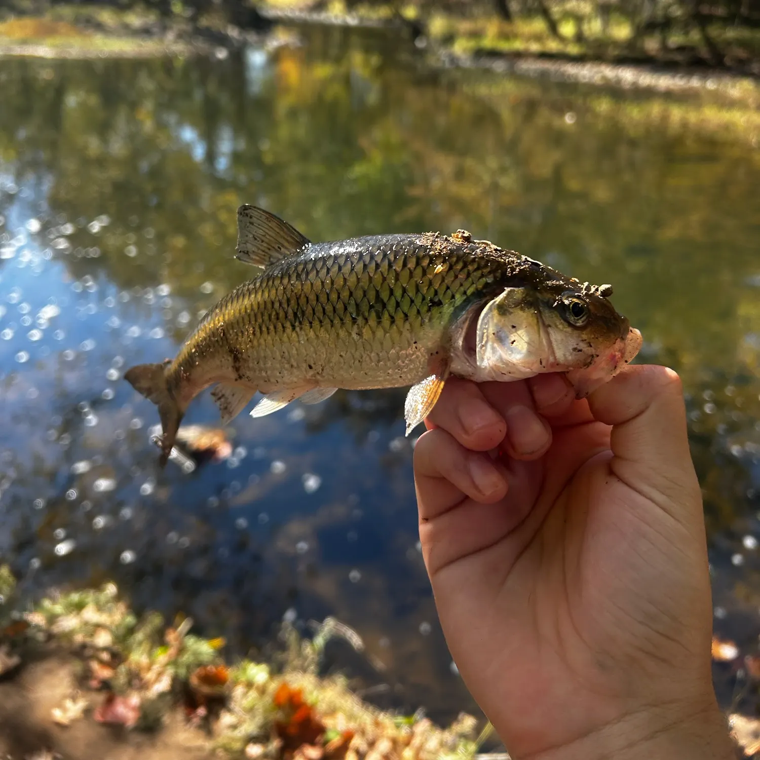 Creek chub caught on Fishbrain