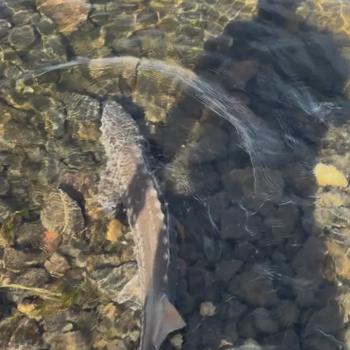 White sturgeon caught on Fishbrain