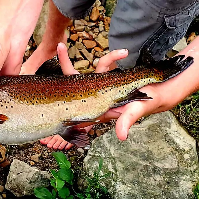 The most recent McCloud river redband trout catches on Fishbrain