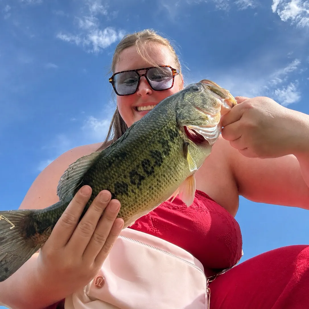 Largemouth bass caught on Fishbrain