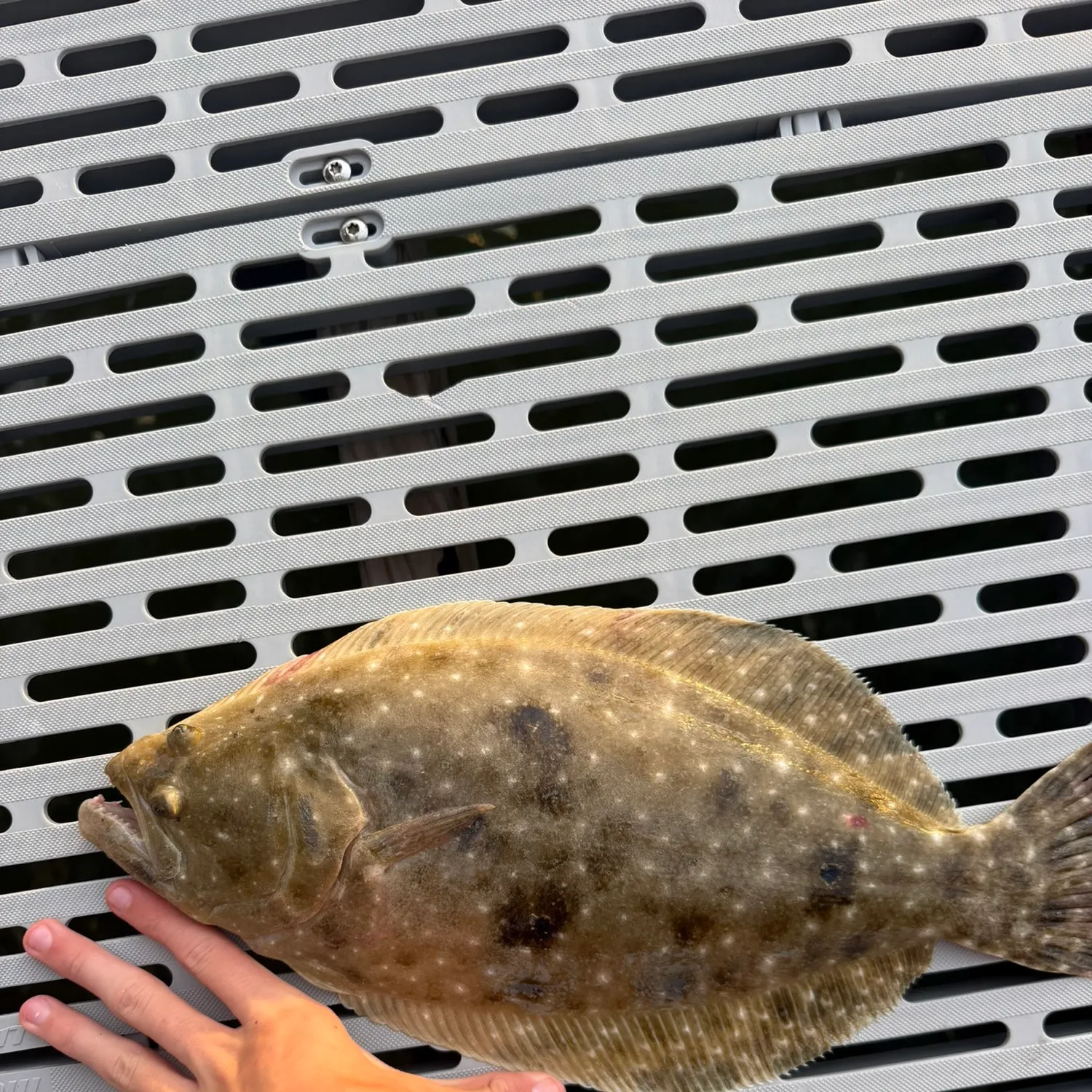 The most recent Southern flounder catches on Fishbrain