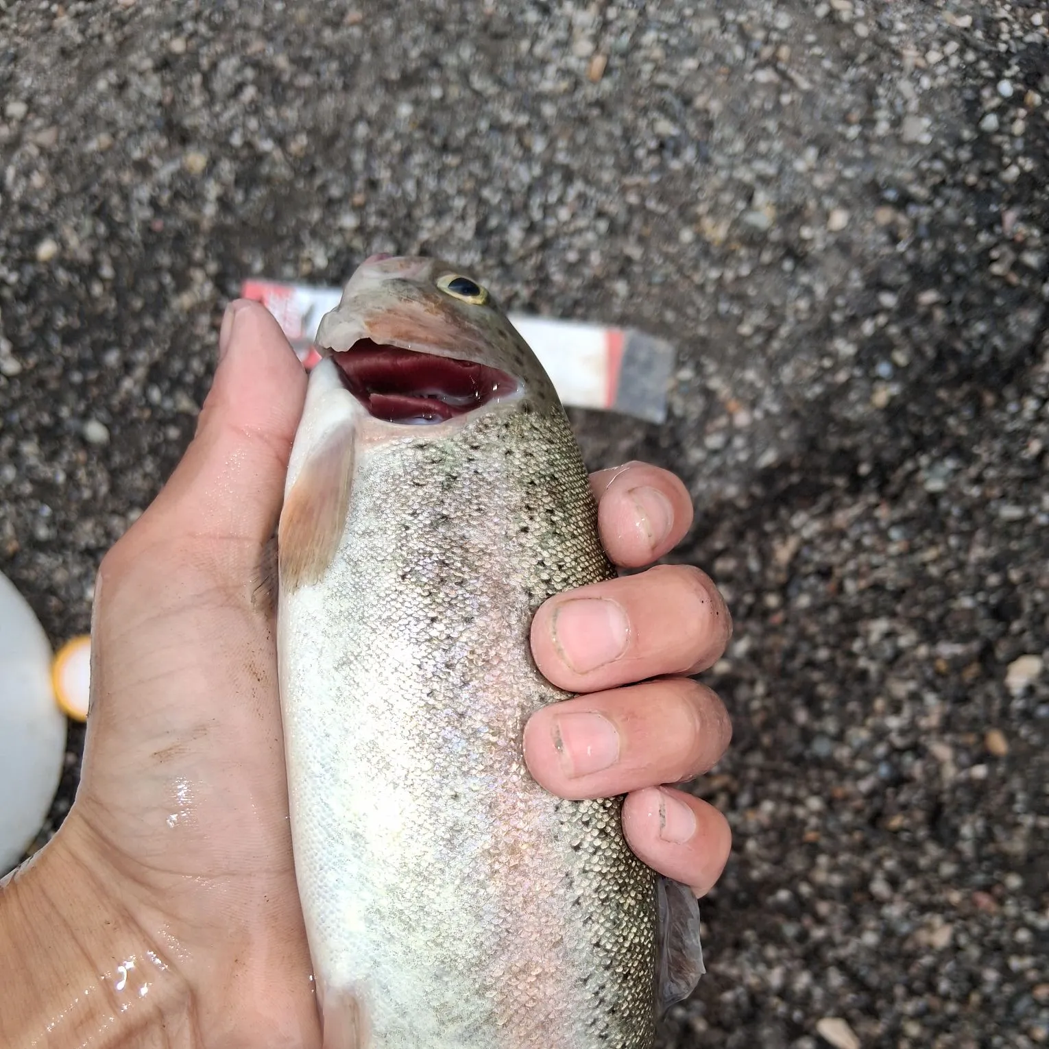 Rainbow trout caught on Fishbrain
