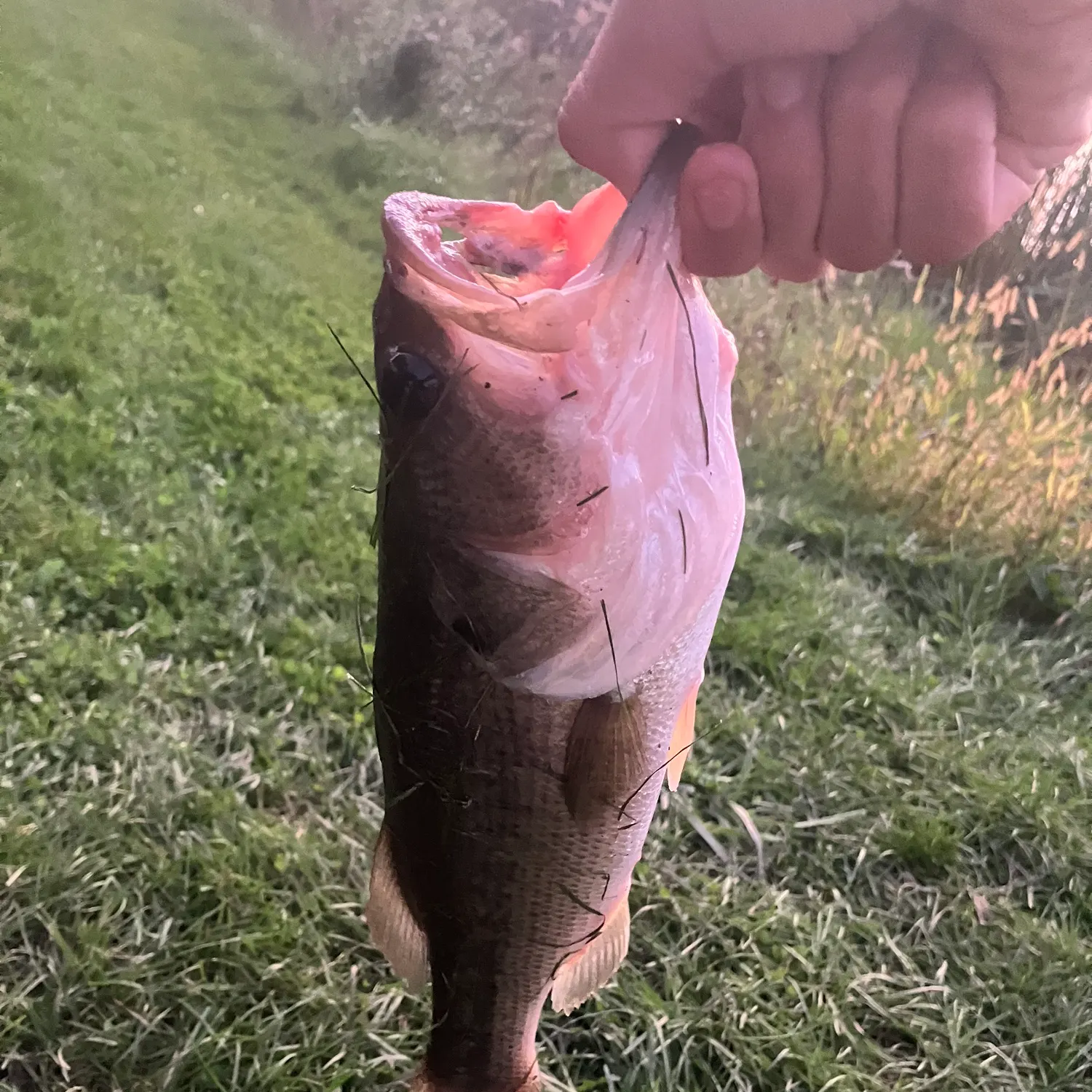 Fish caught on Fishbrain
