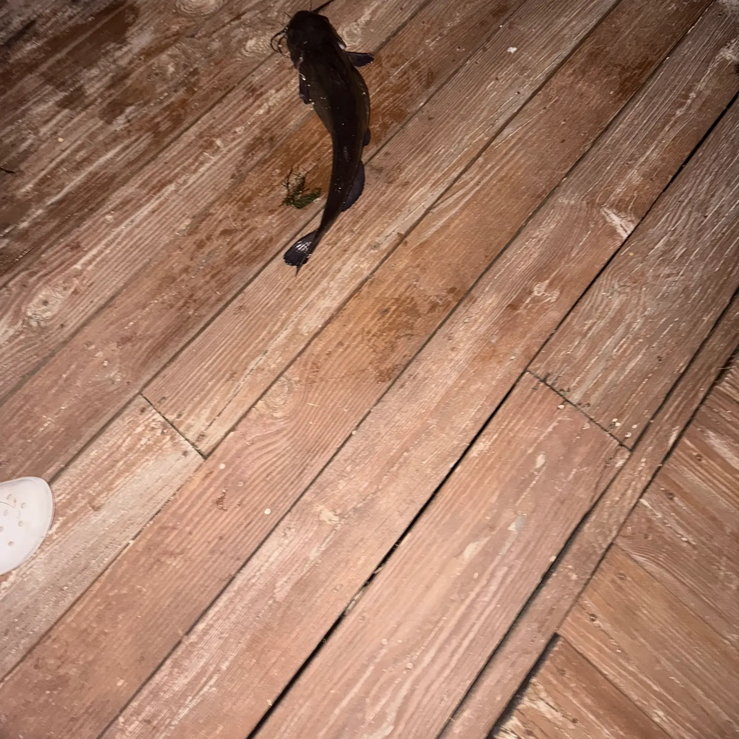 Channel catfish caught on Fishbrain