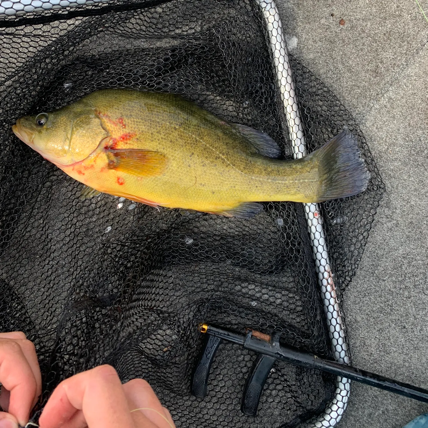 The most recent Golden perch catches on Fishbrain