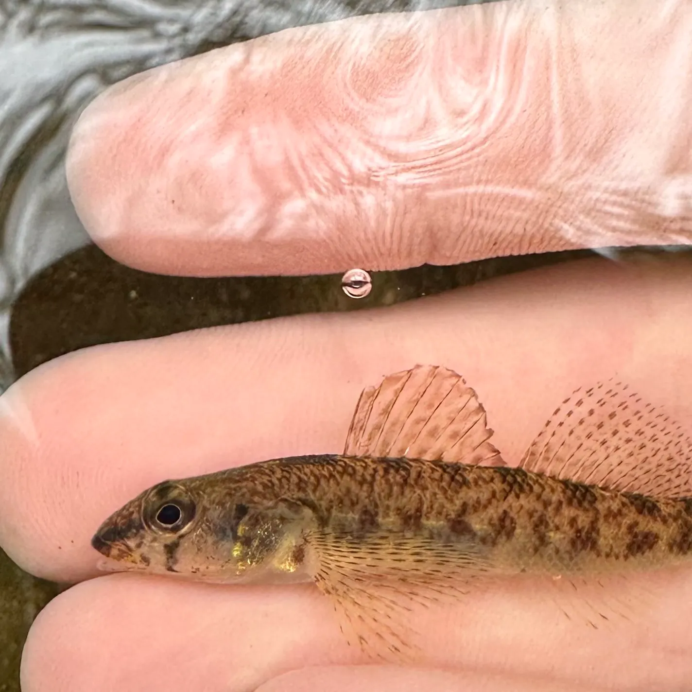 The most recent Northern tessellated darter catches on Fishbrain