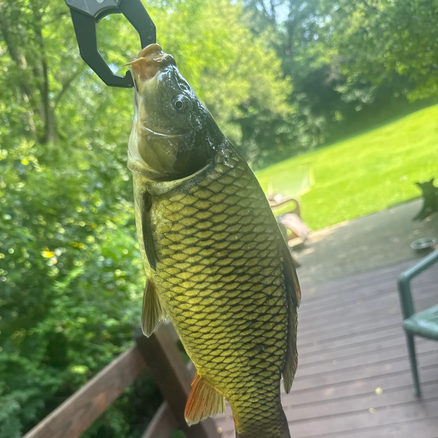 Common carp caught on Fishbrain