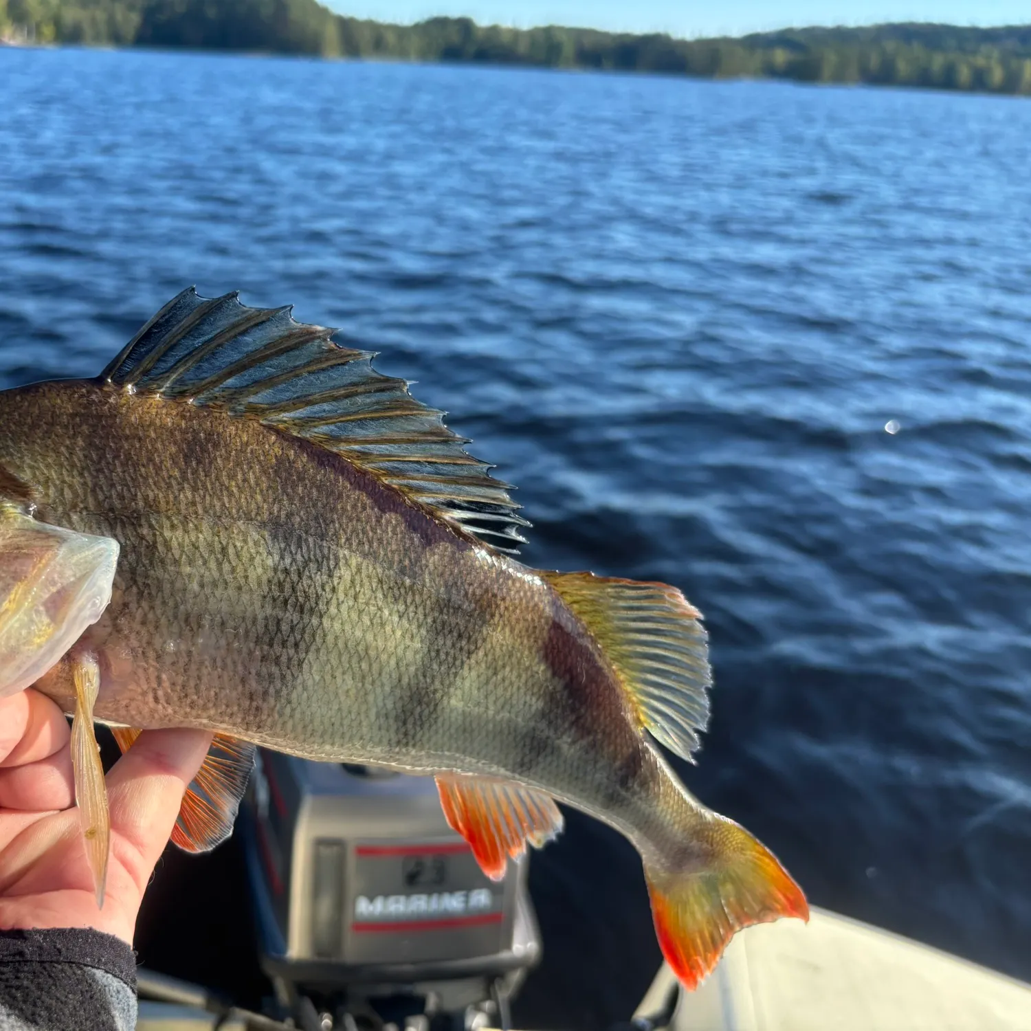 European perch caught on Fishbrain