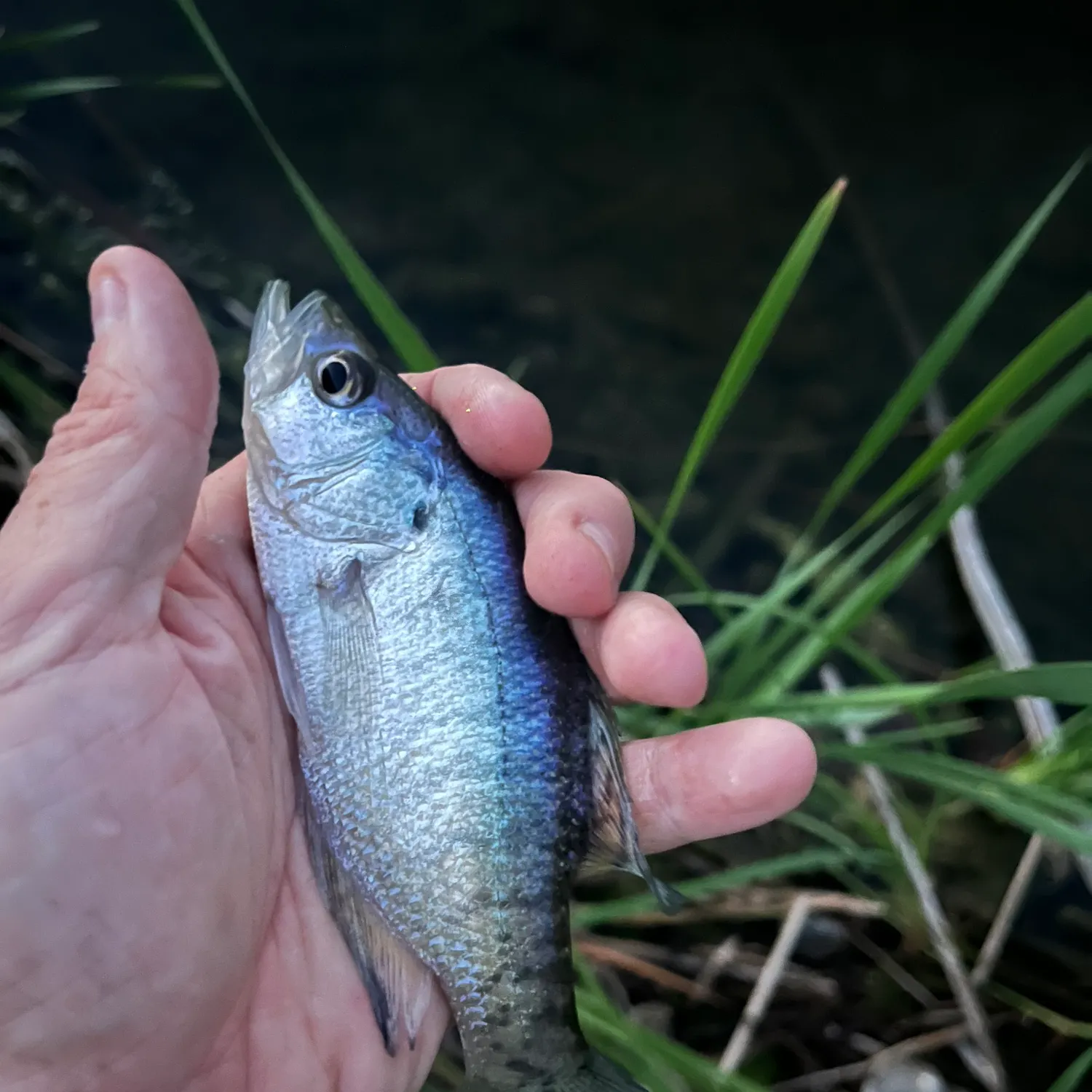 White crappie caught on Fishbrain