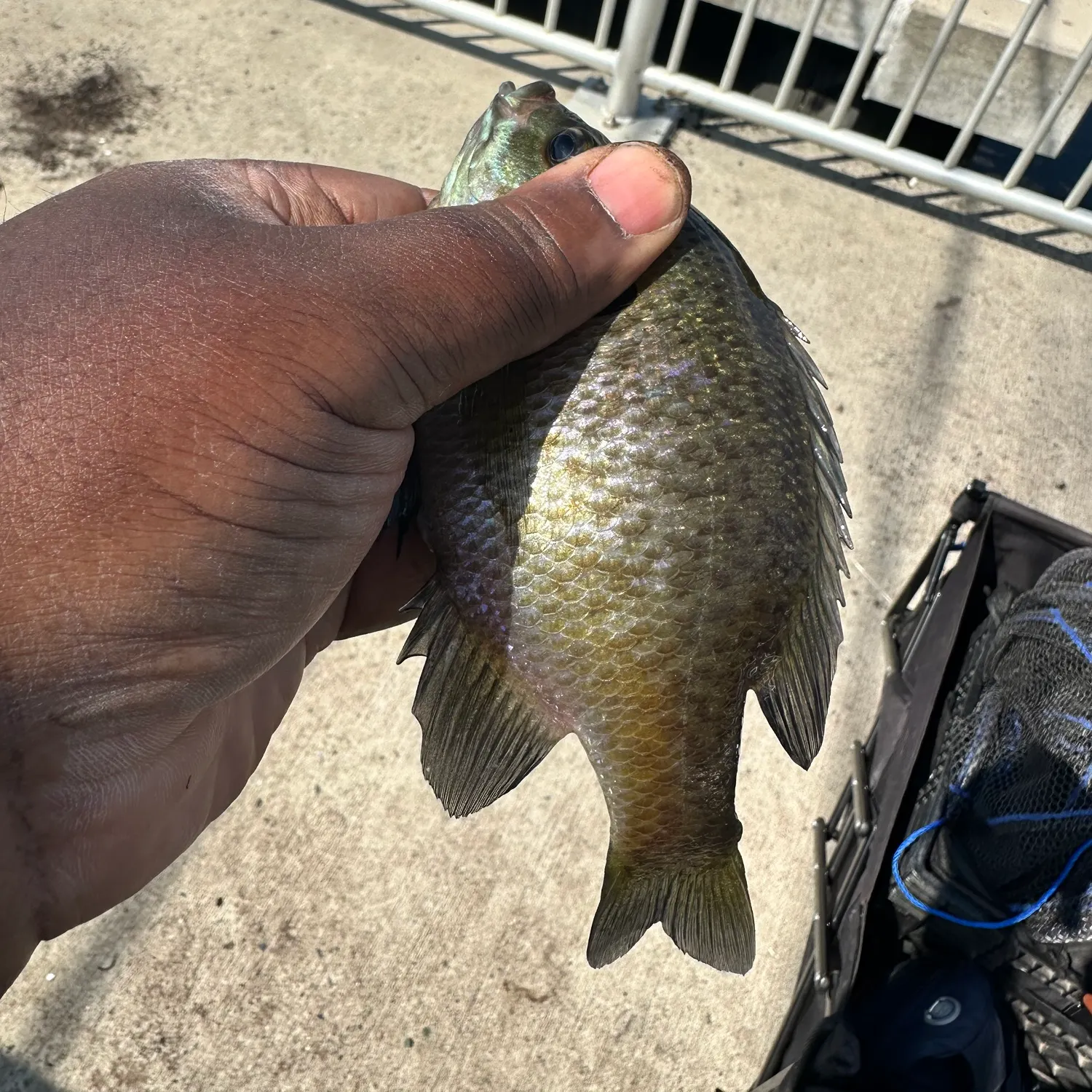 Bluegill caught on Fishbrain