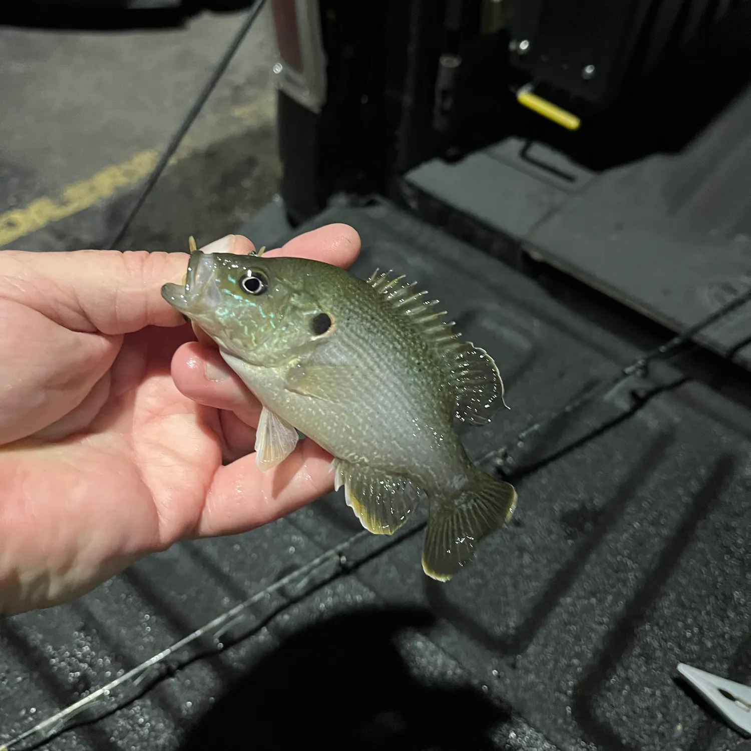 Green sunfish caught on Fishbrain