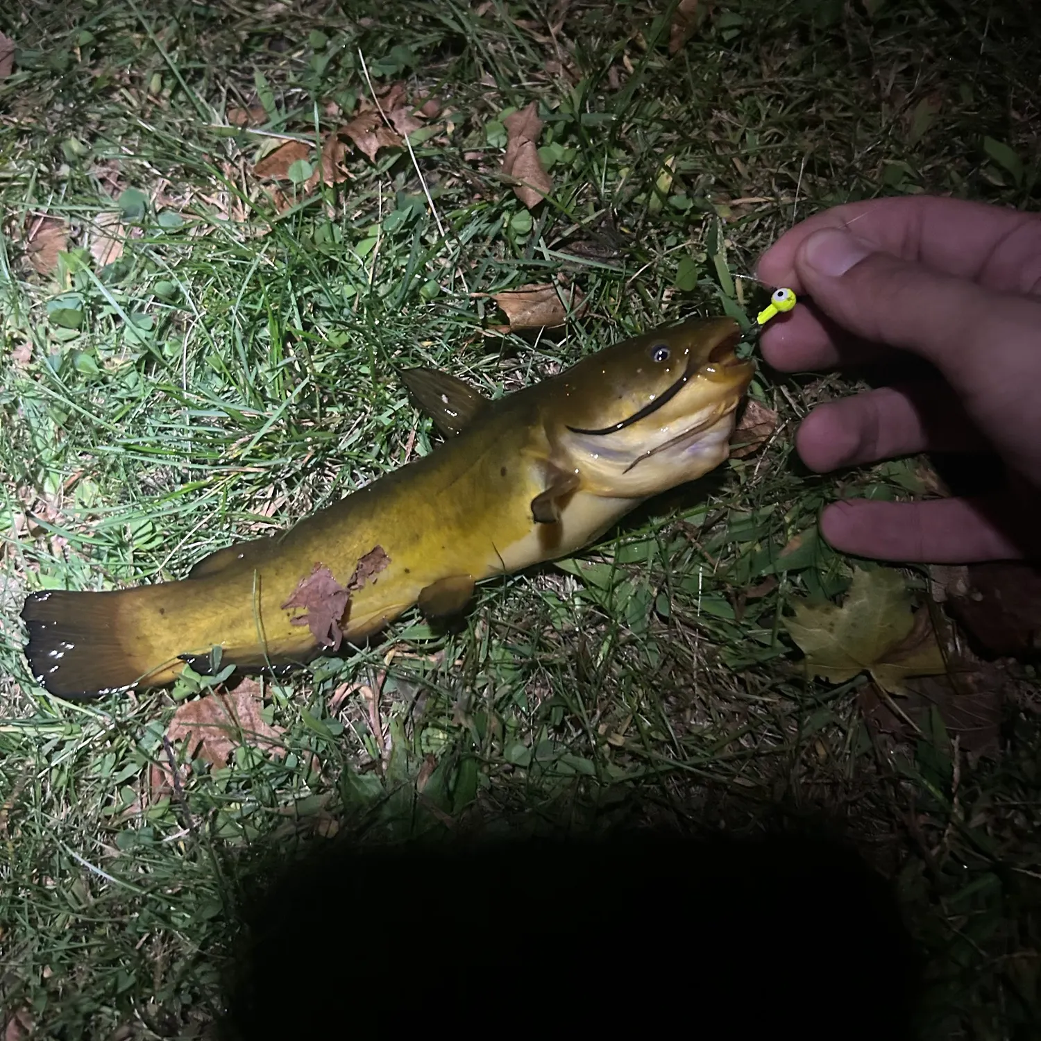 Yellow bullhead caught on Fishbrain