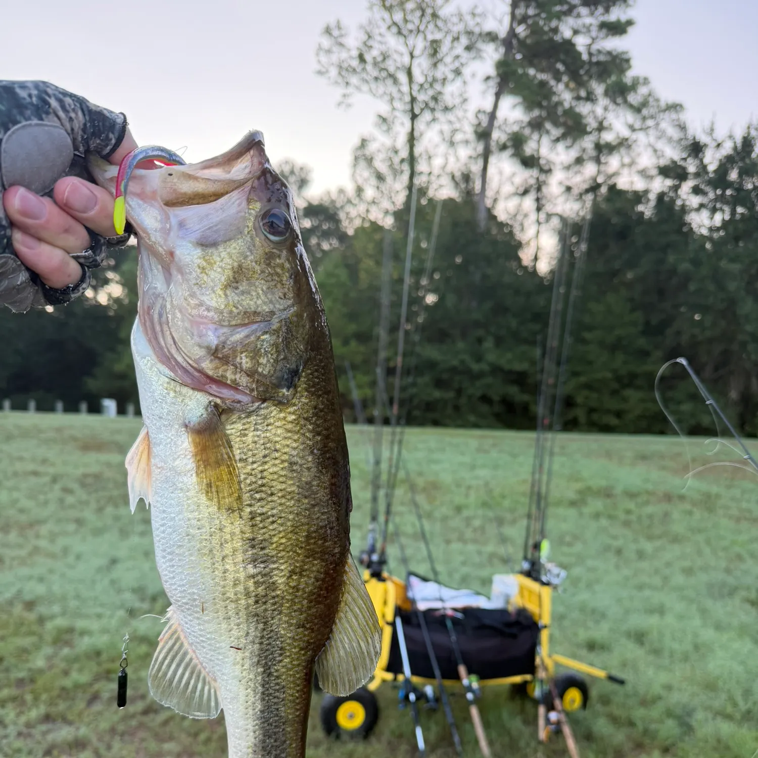 Largemouth bass caught on Fishbrain