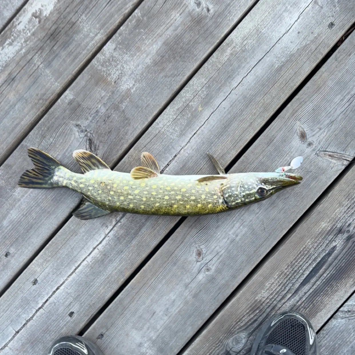 Northern pike caught on Fishbrain