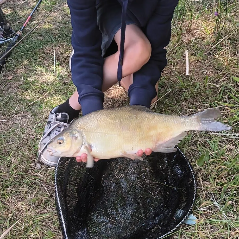 Common bream caught on Fishbrain