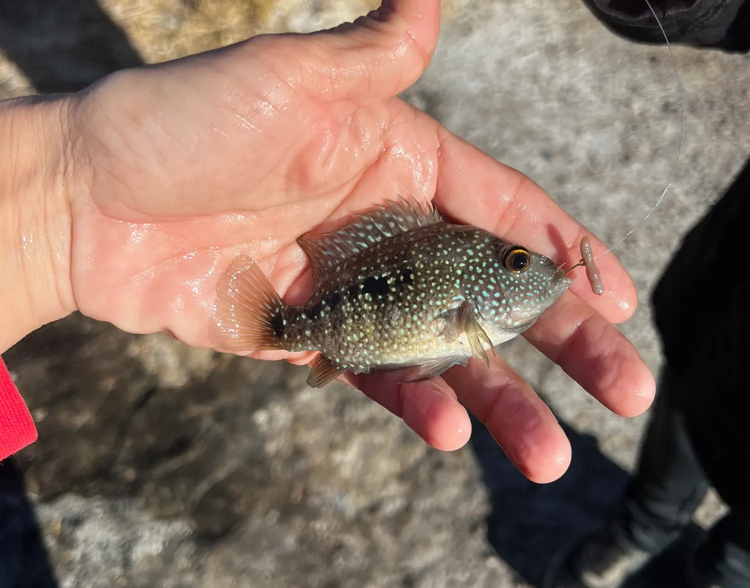 Jack Dempsey cichlid