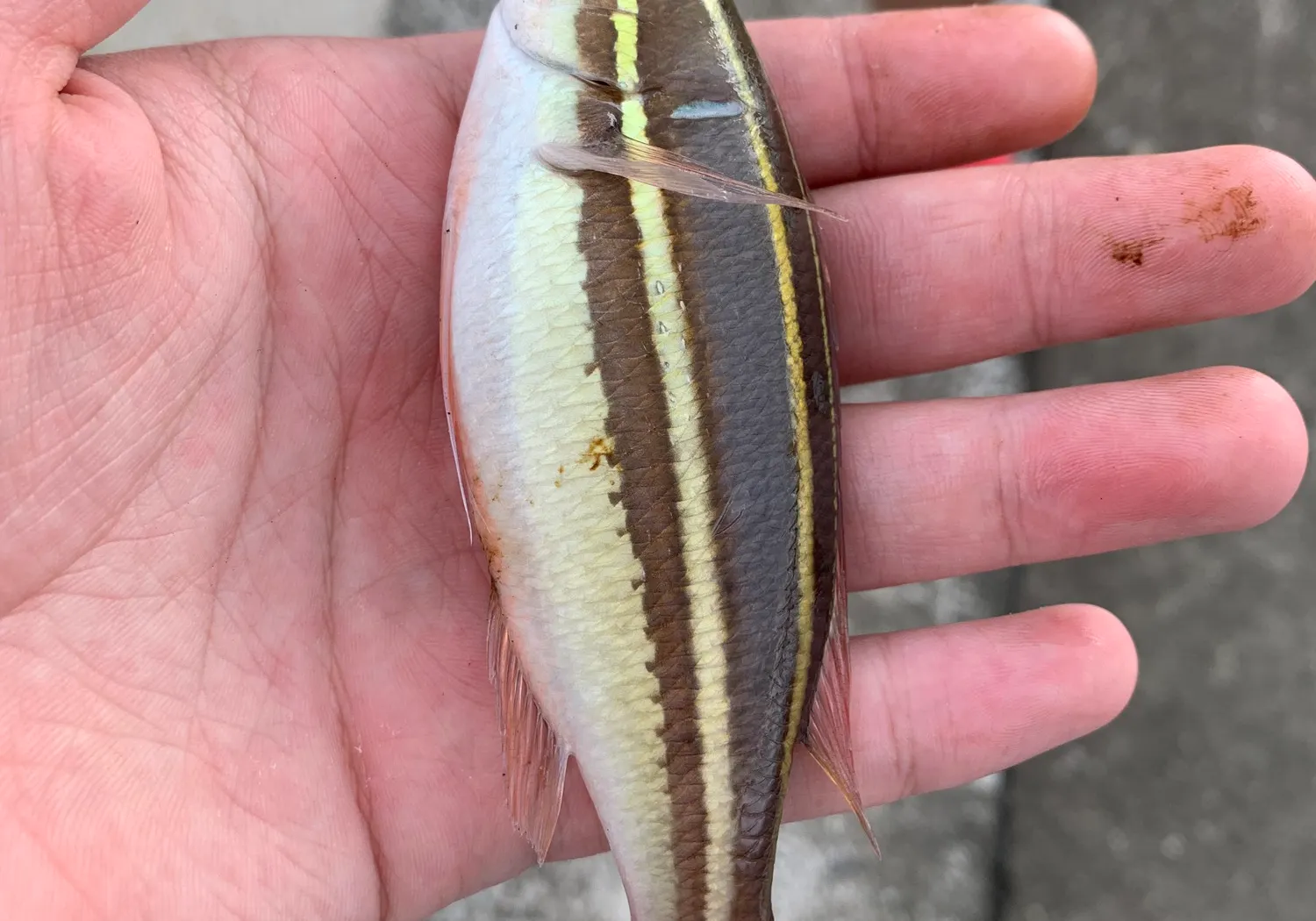 Two-lined monocle bream