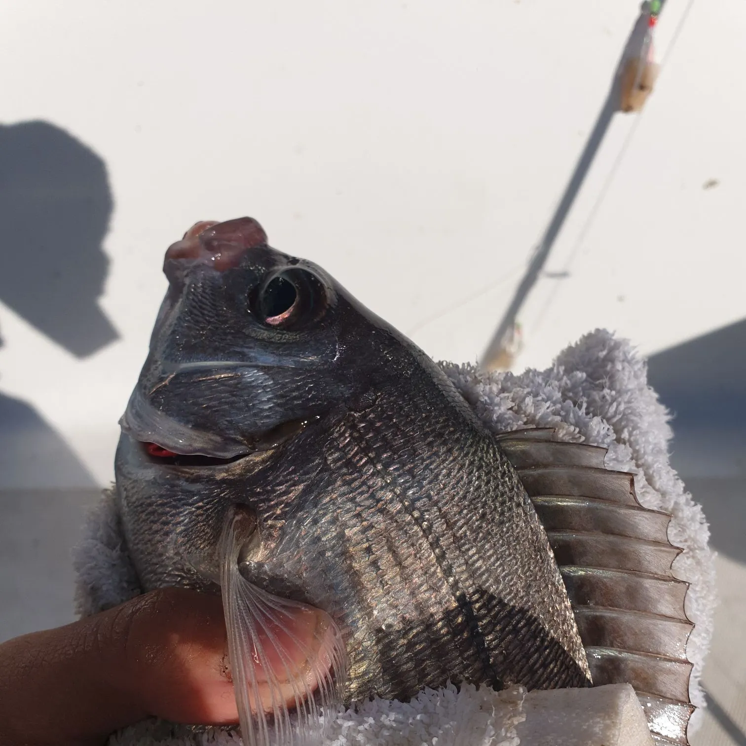 Black seabream caught on Fishbrain