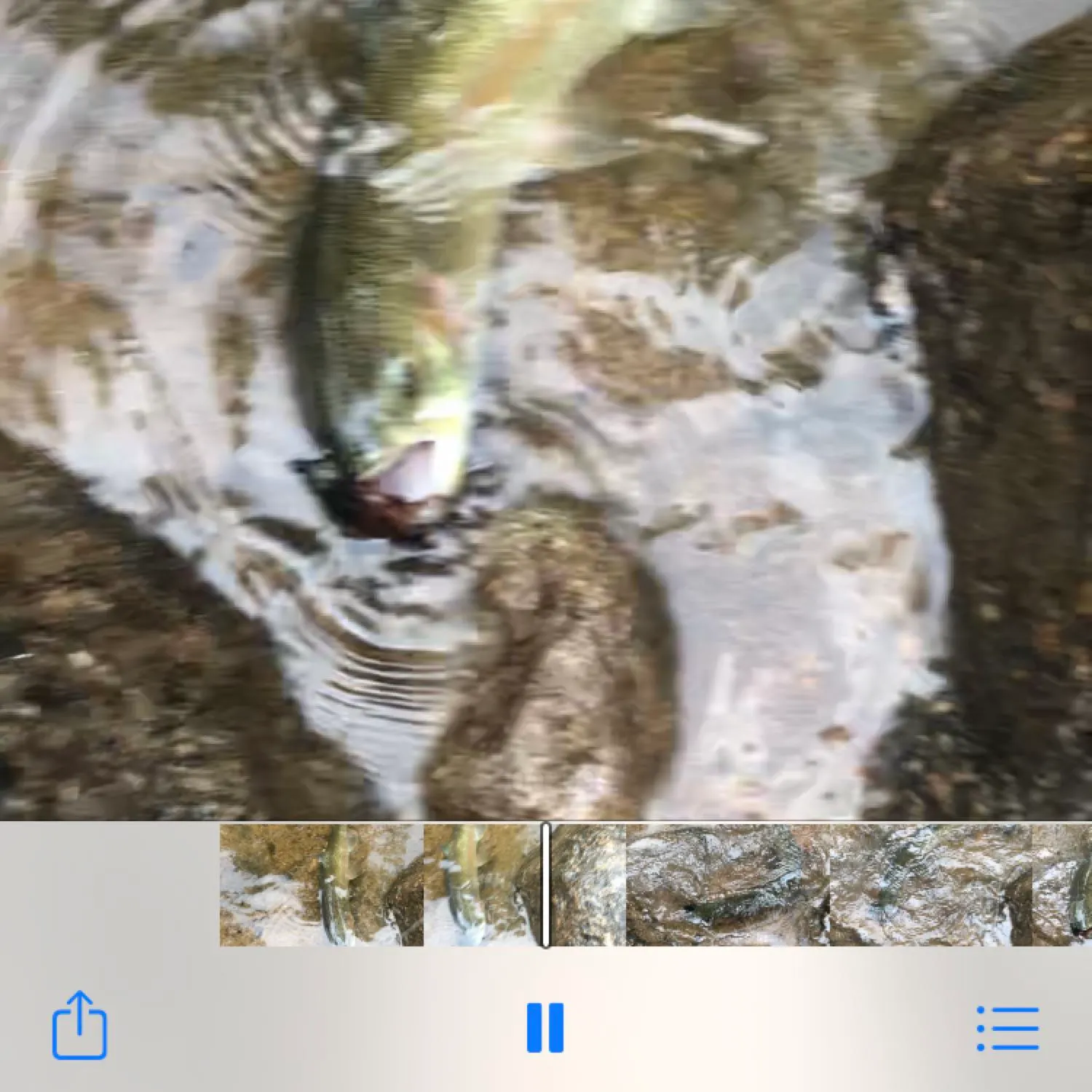 recently logged catches