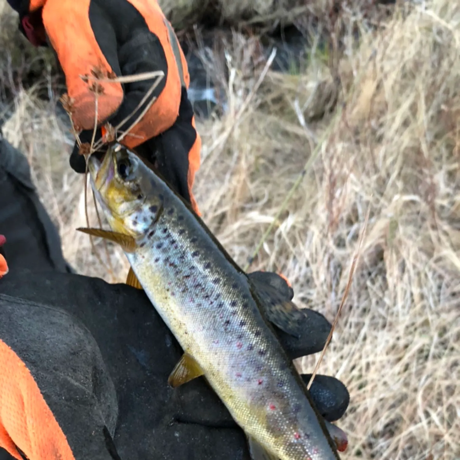 Brown trout caught on Fishbrain