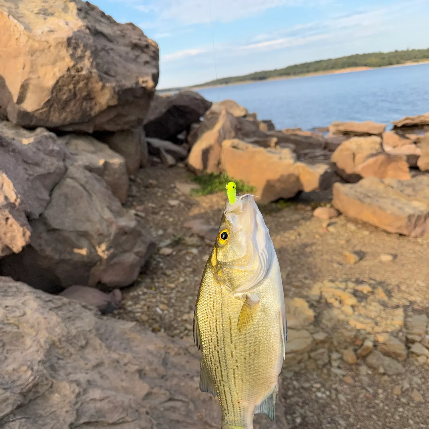 White bass caught on Fishbrain