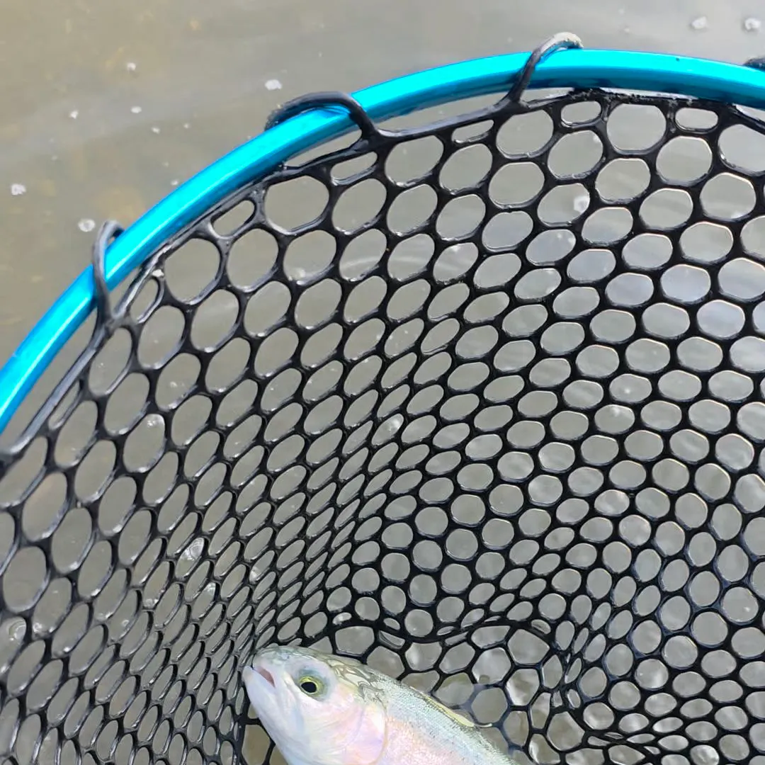 Rainbow trout caught on Fishbrain
