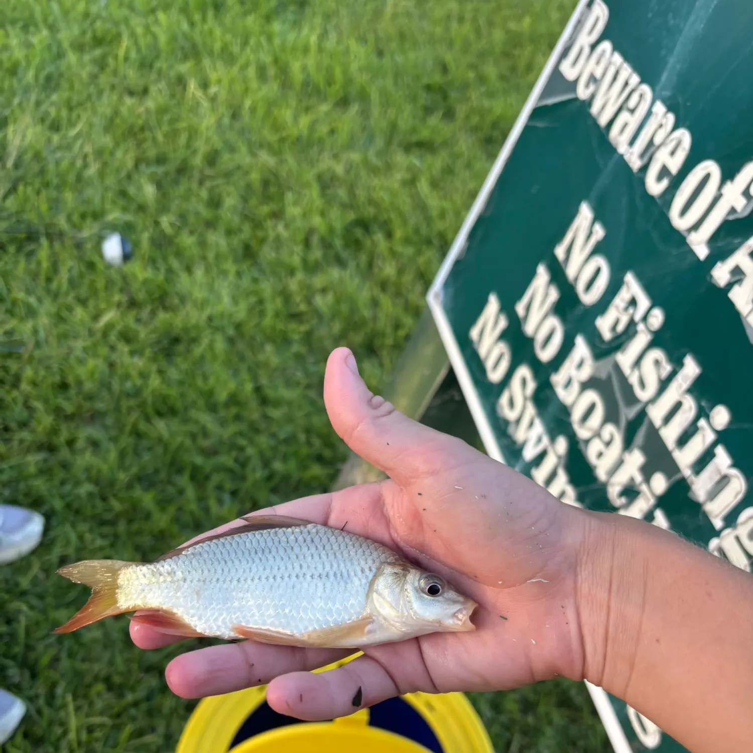 The most recent Quillback catches on Fishbrain