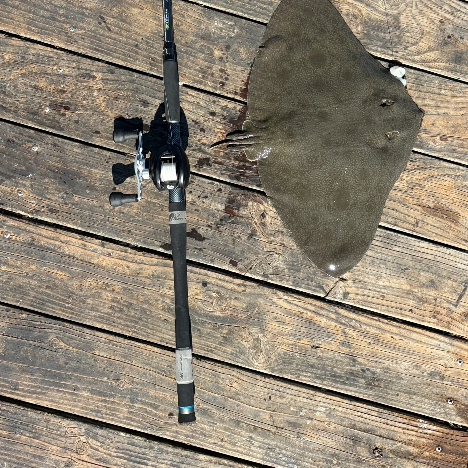 The most recent California butterfly ray catches on Fishbrain