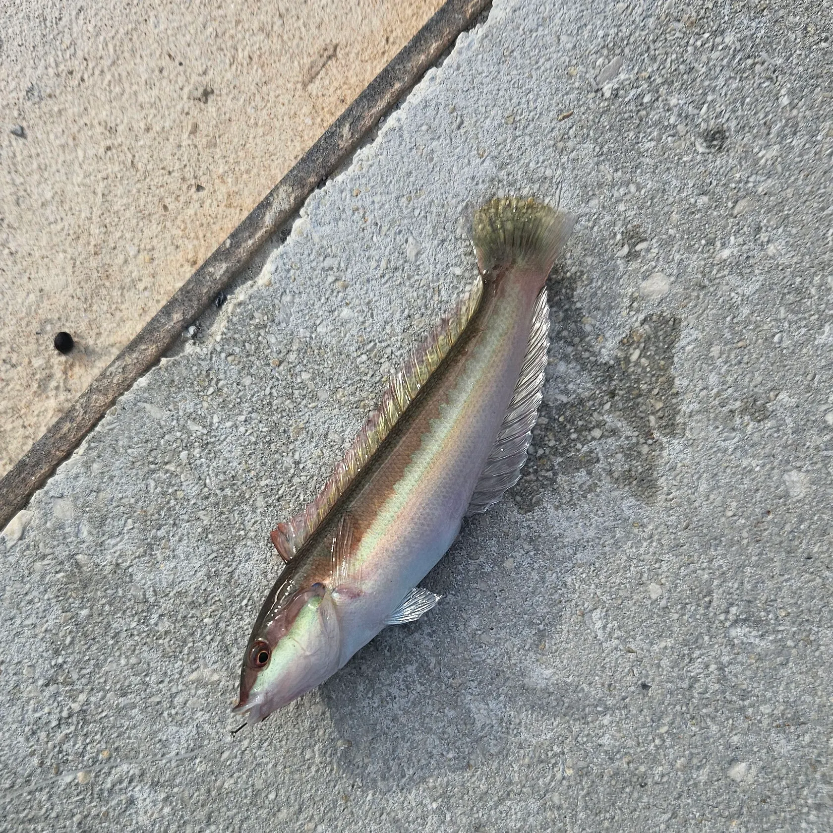The most recent Mediterranean rainbow wrasse catches on Fishbrain