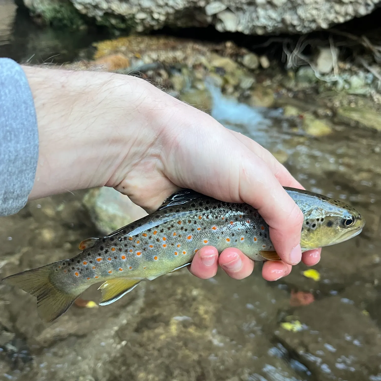 Brown trout caught on Fishbrain