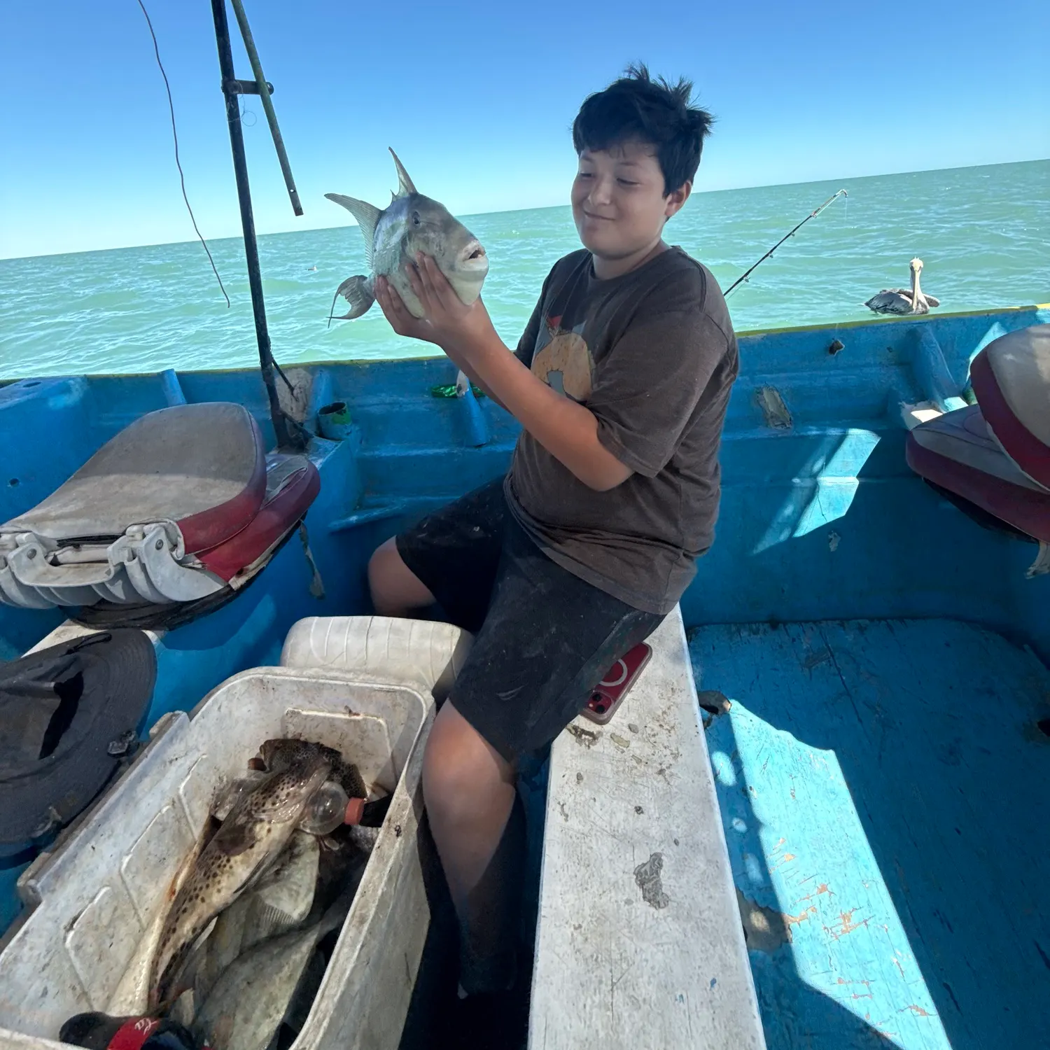 Grey triggerfish caught on Fishbrain