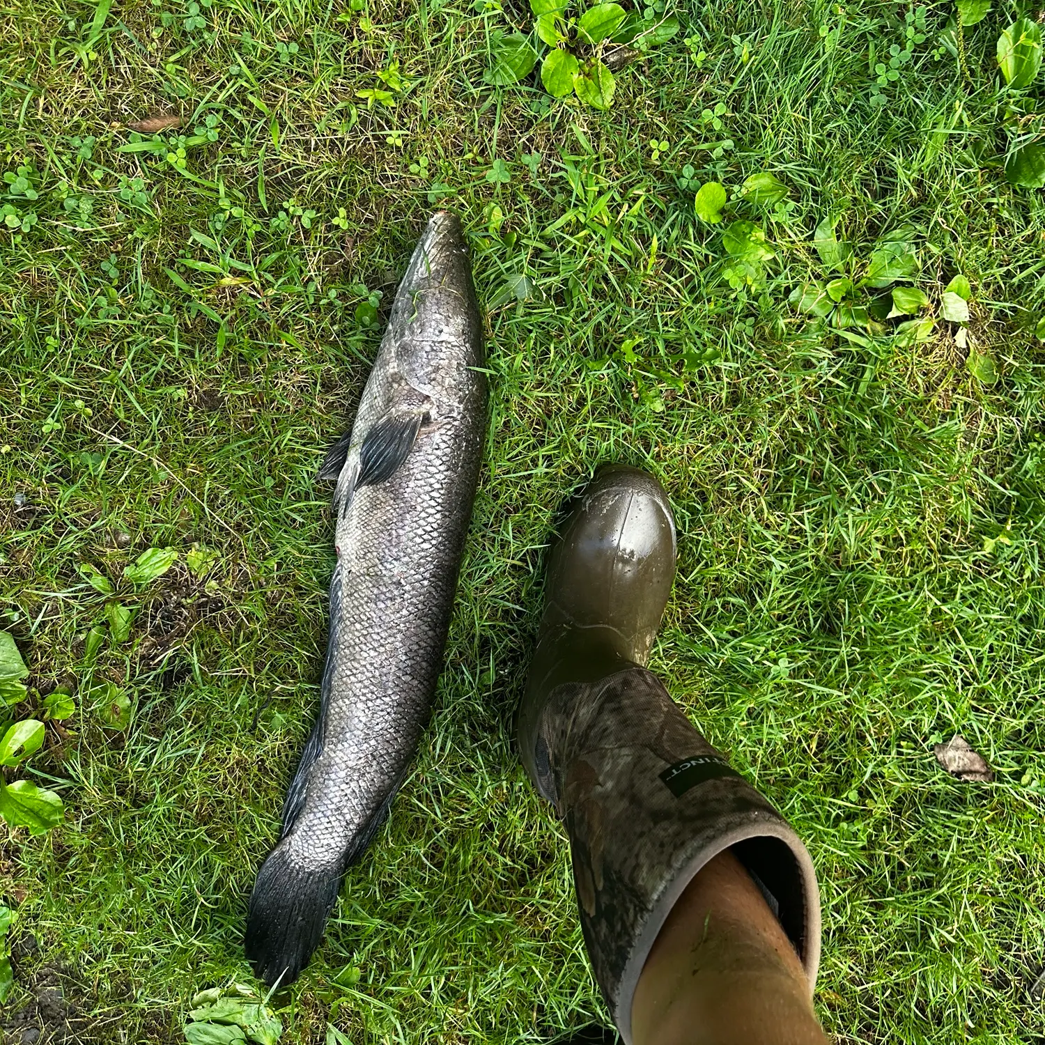 Northern snakehead caught on Fishbrain
