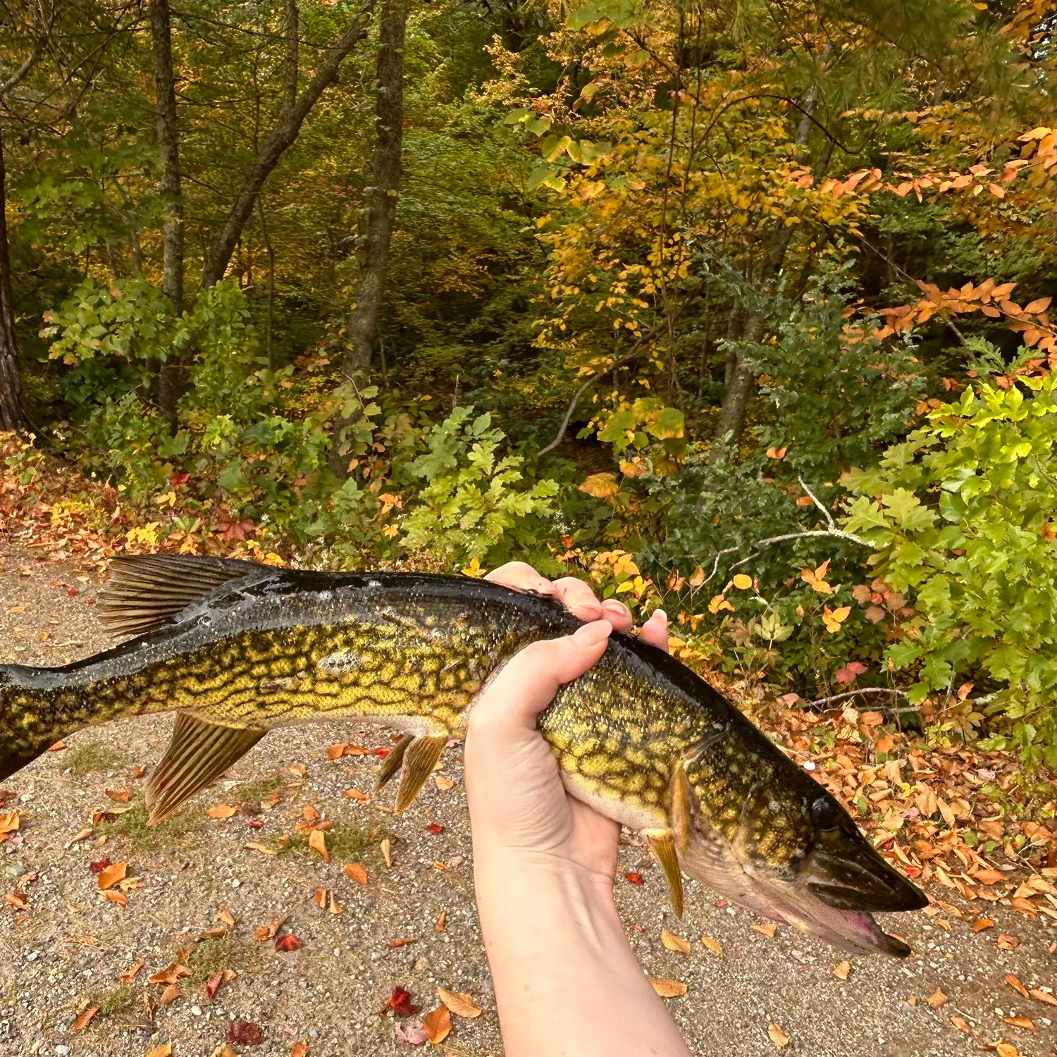 Chain pickerel caught on Fishbrain