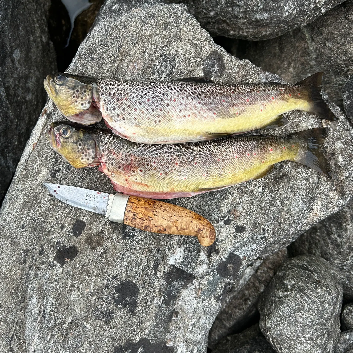 Brown trout caught on Fishbrain