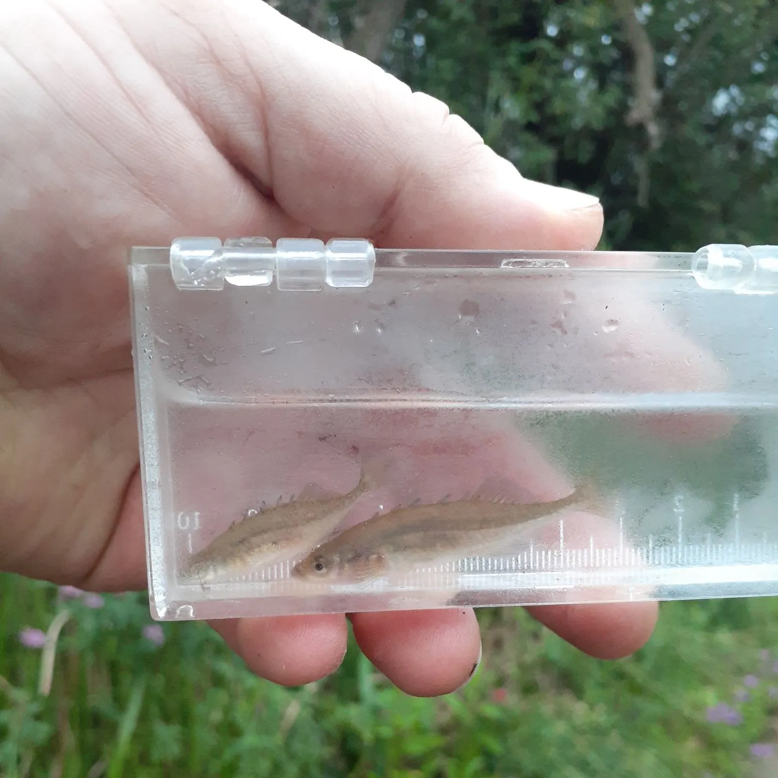 The most recent Brook stickleback catches on Fishbrain