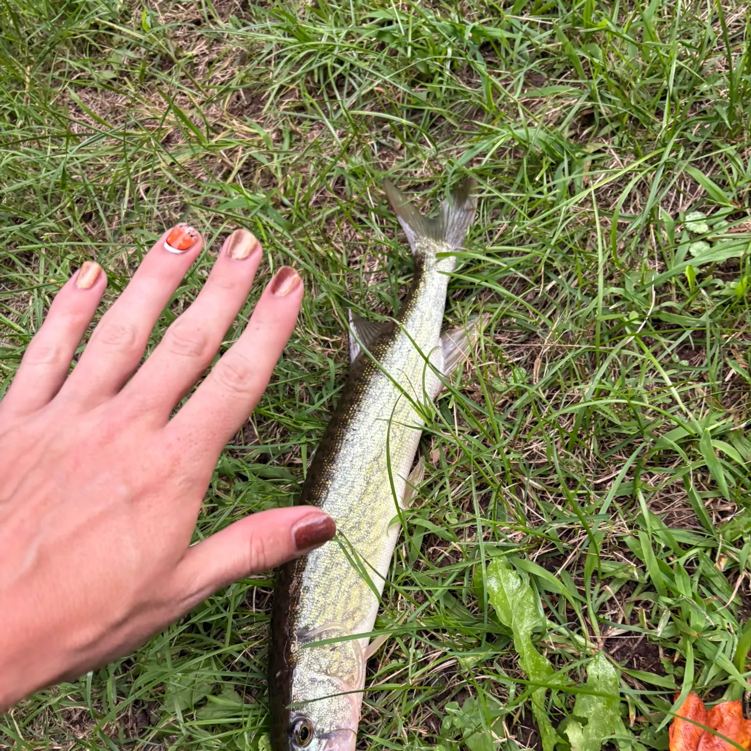 Chain pickerel caught on Fishbrain