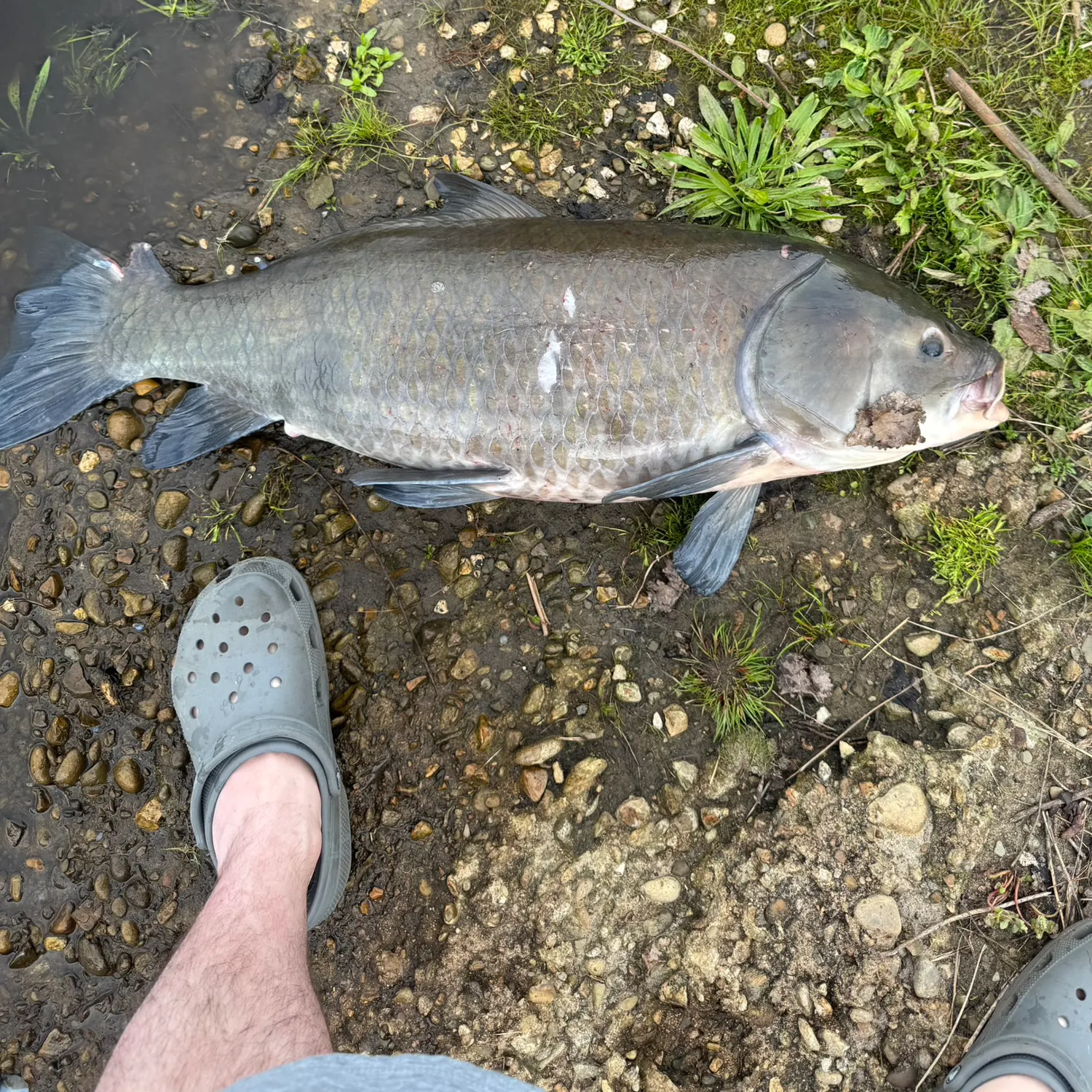 The most recent Bigmouth buffalo catches on Fishbrain