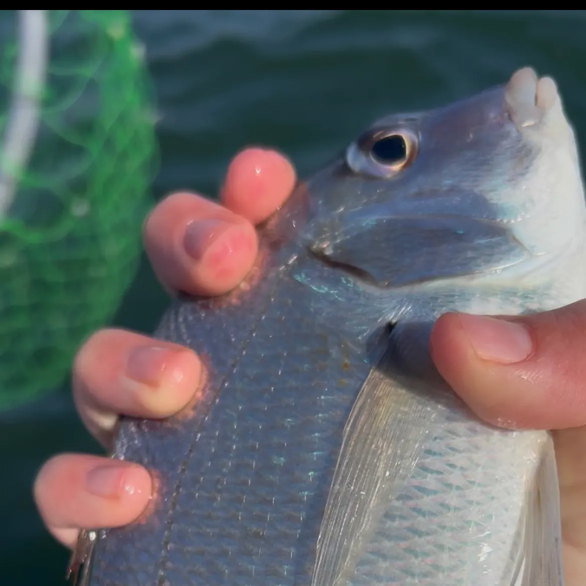 Scup caught on Fishbrain