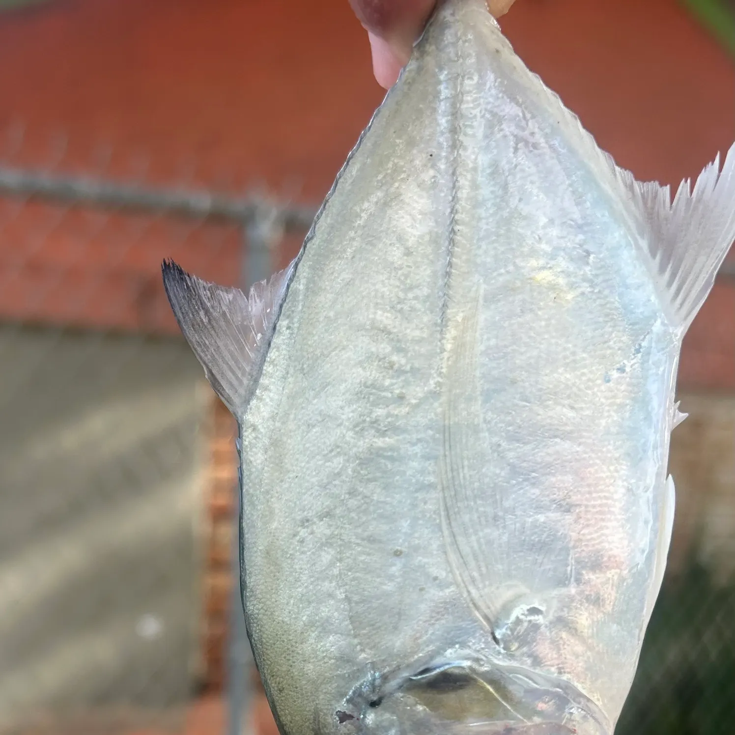 The most recent Horse-eye jack catches on Fishbrain