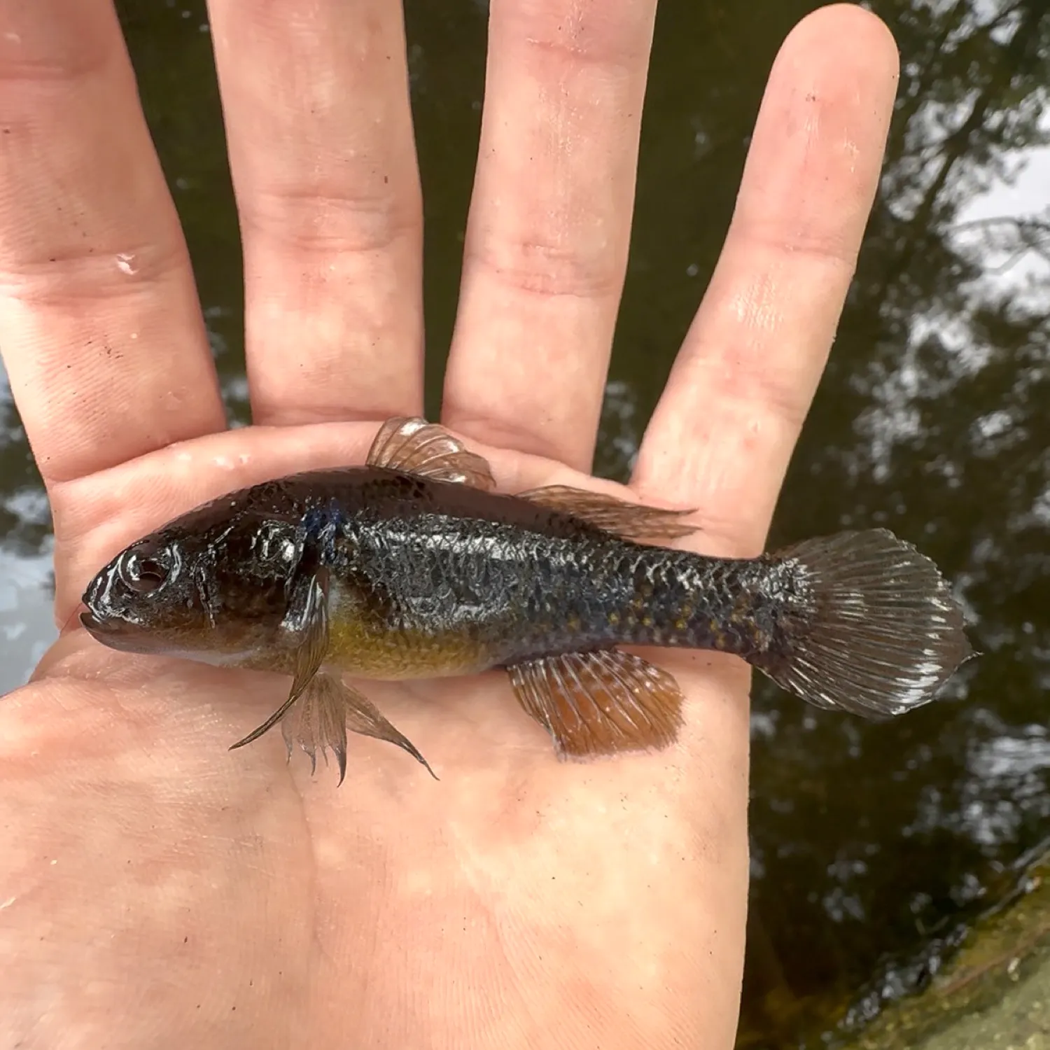 The most recent Fat Sleeper catches on Fishbrain