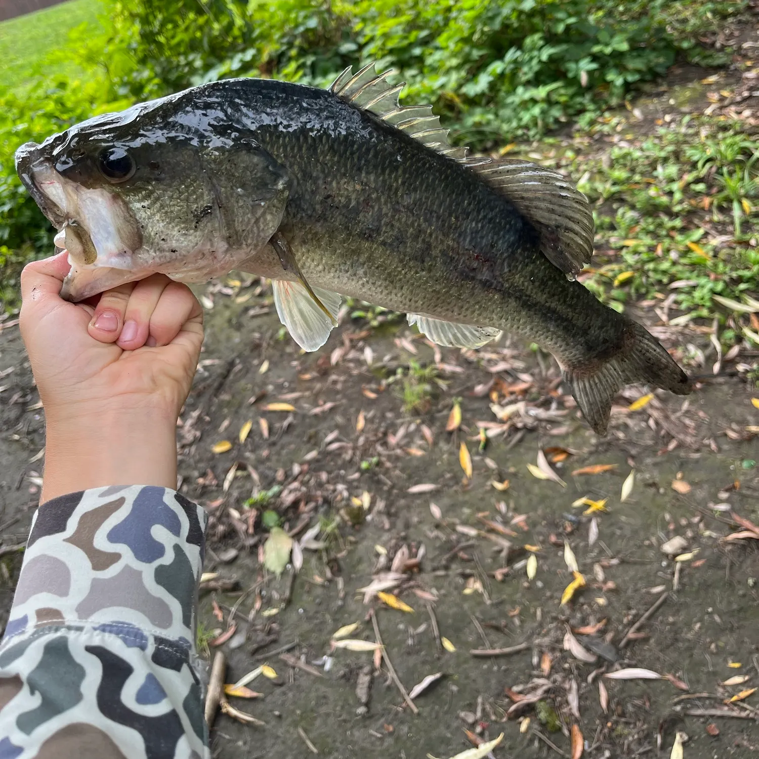 Largemouth bass caught on Fishbrain