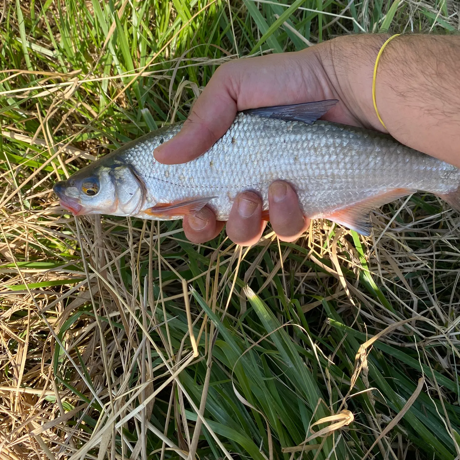 The most recent Common nase catches on Fishbrain