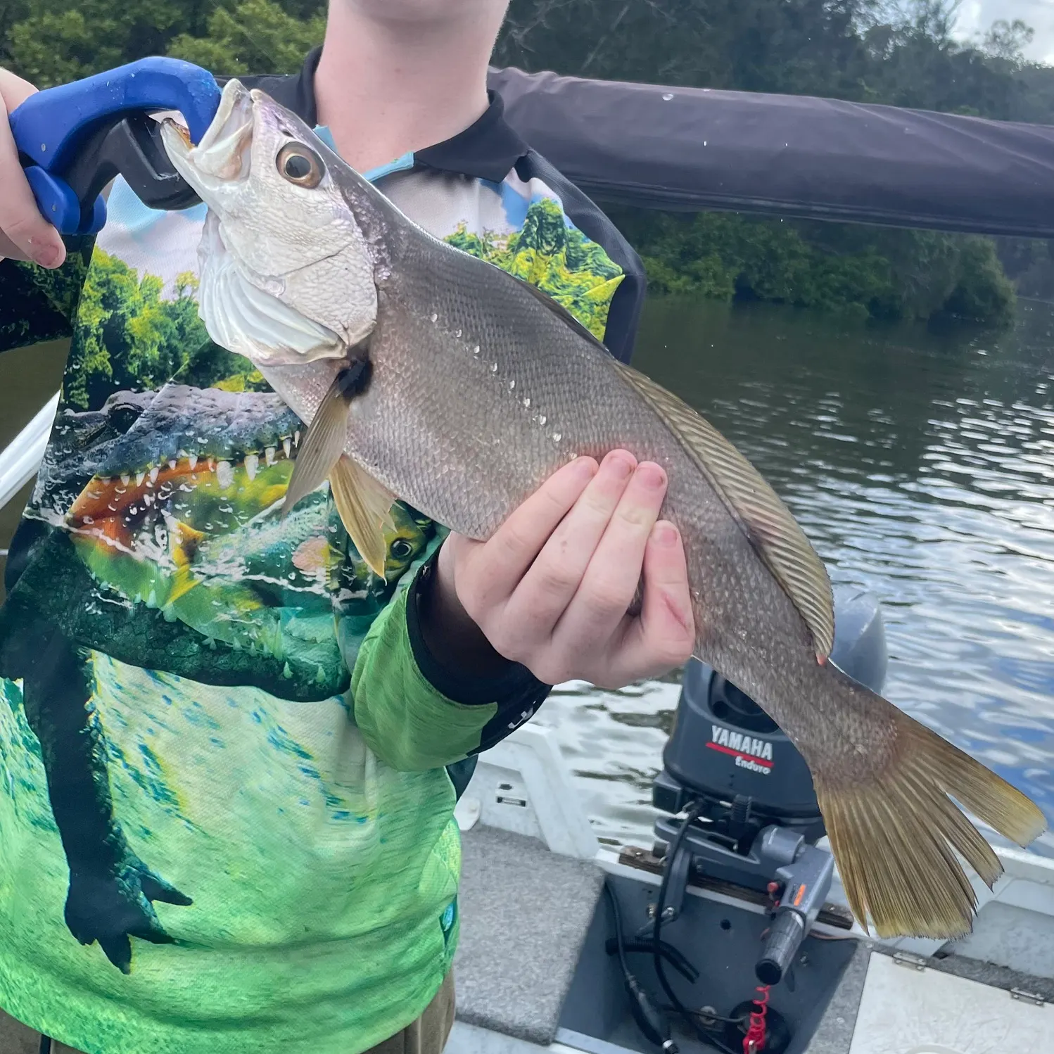 The most recent Japanese meagre catches on Fishbrain