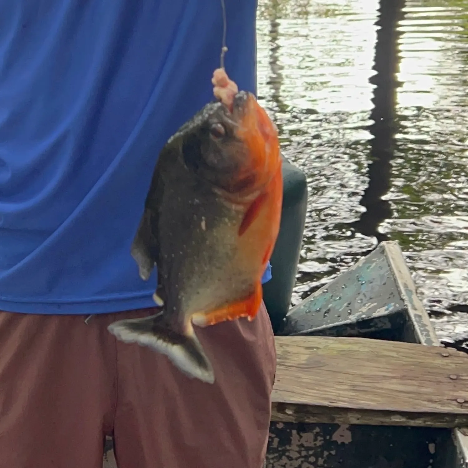 The most recent Red-bellied piranha catches on Fishbrain