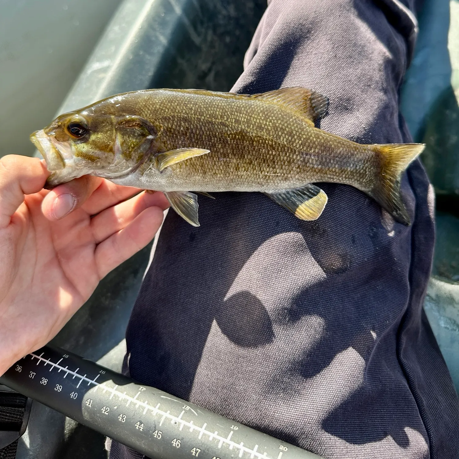 Smallmouth bass caught on Fishbrain